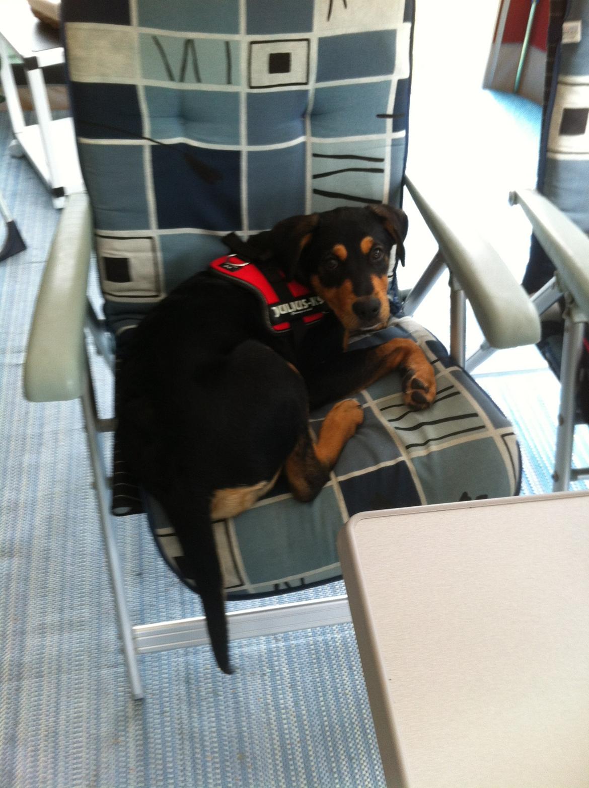 Blanding af racer ANTON - ja her ligger man også godt billede 15