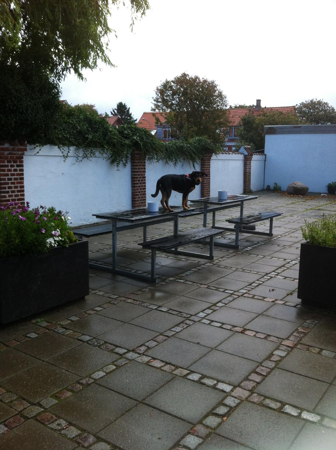 Blanding af racer ANTON - mon nogen ser hvad jeg laver ? billede 16