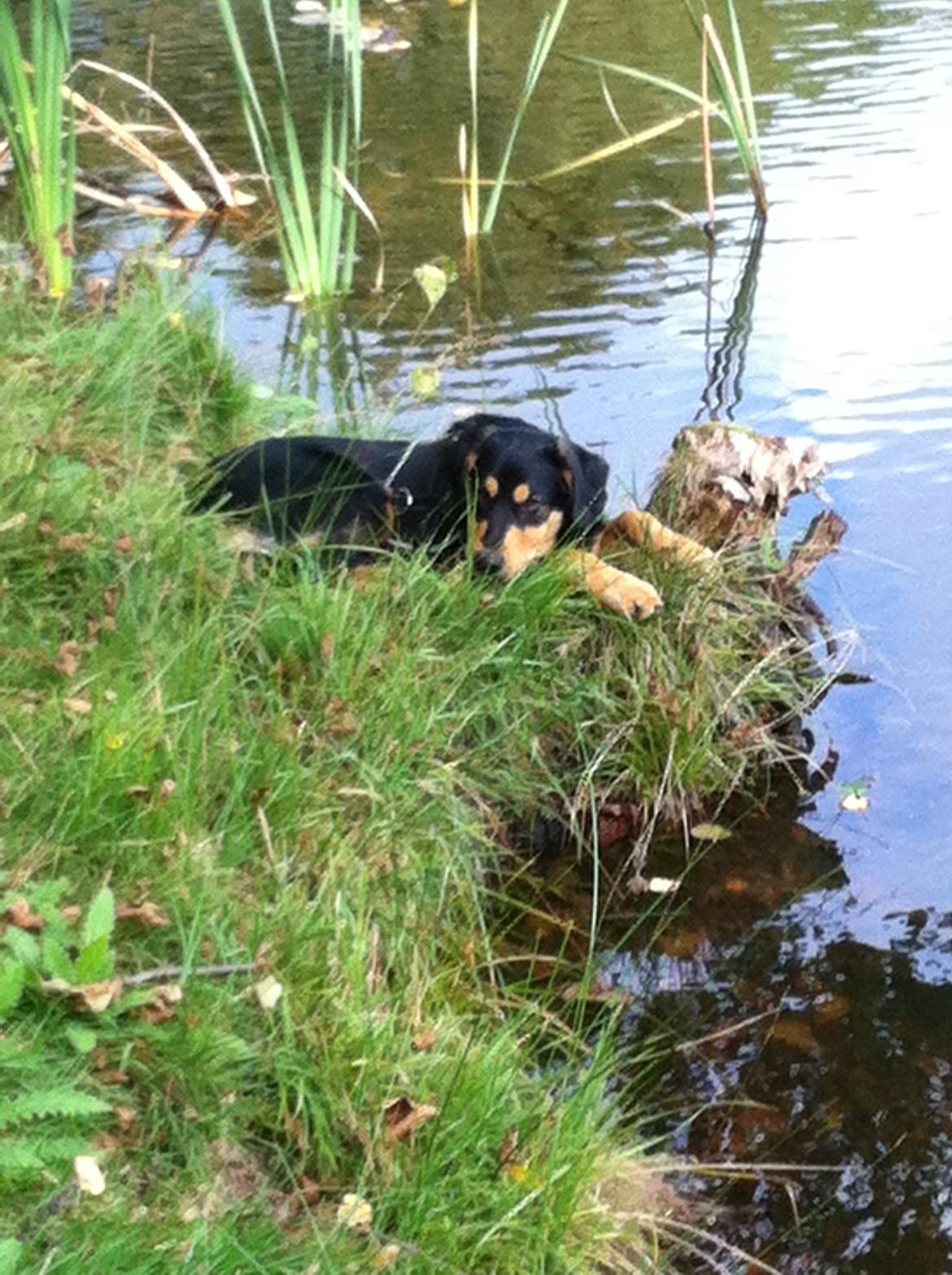 Blanding af racer ANTON - Anton hygger sig ved fiskesøen billede 17