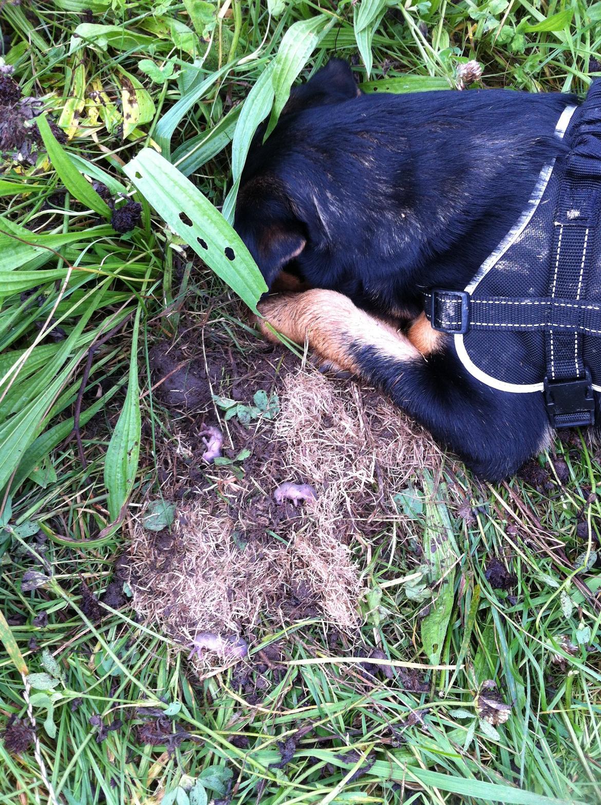 Blanding af racer ANTON - Anton fandt lige en muserede - dygtig dreng billede 18