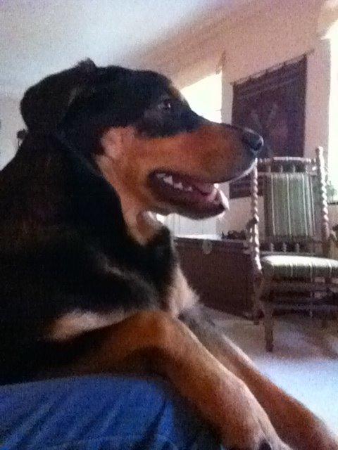 Blanding af racer ANTON - Anton ser fjernsyn billede 20