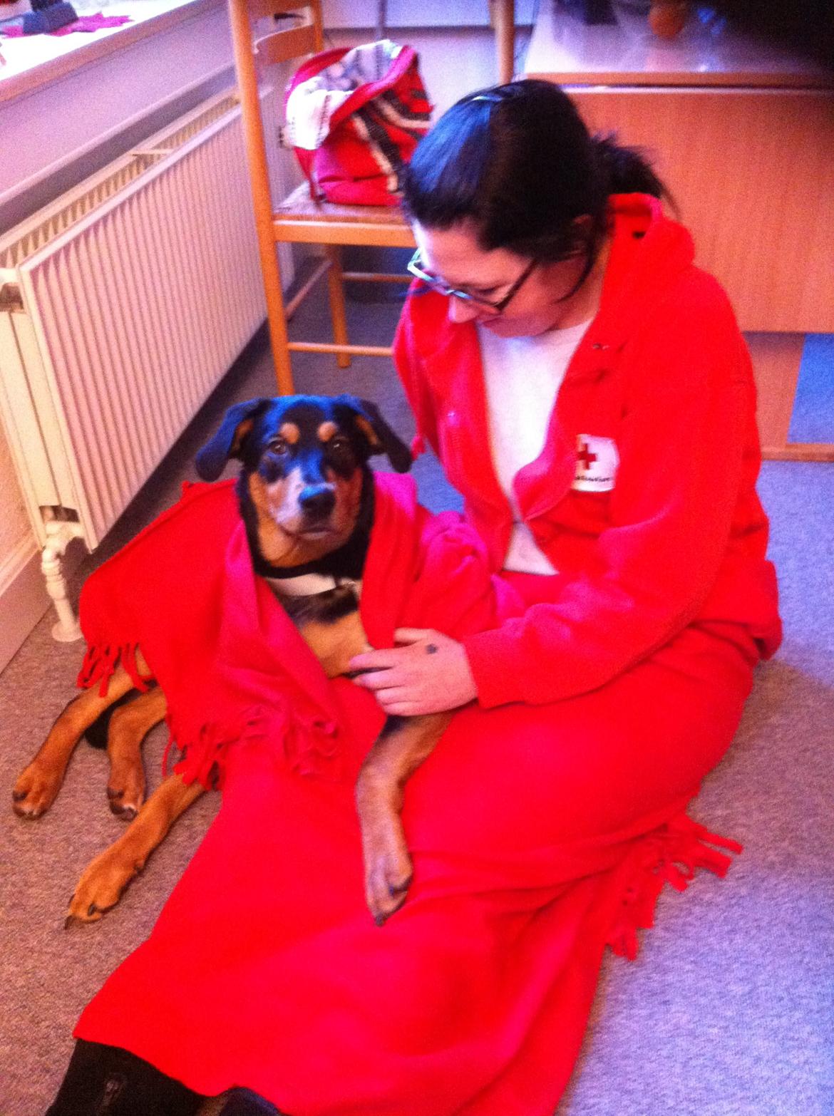 Blanding af racer ANTON - en rigtig røde kors hund billede 22