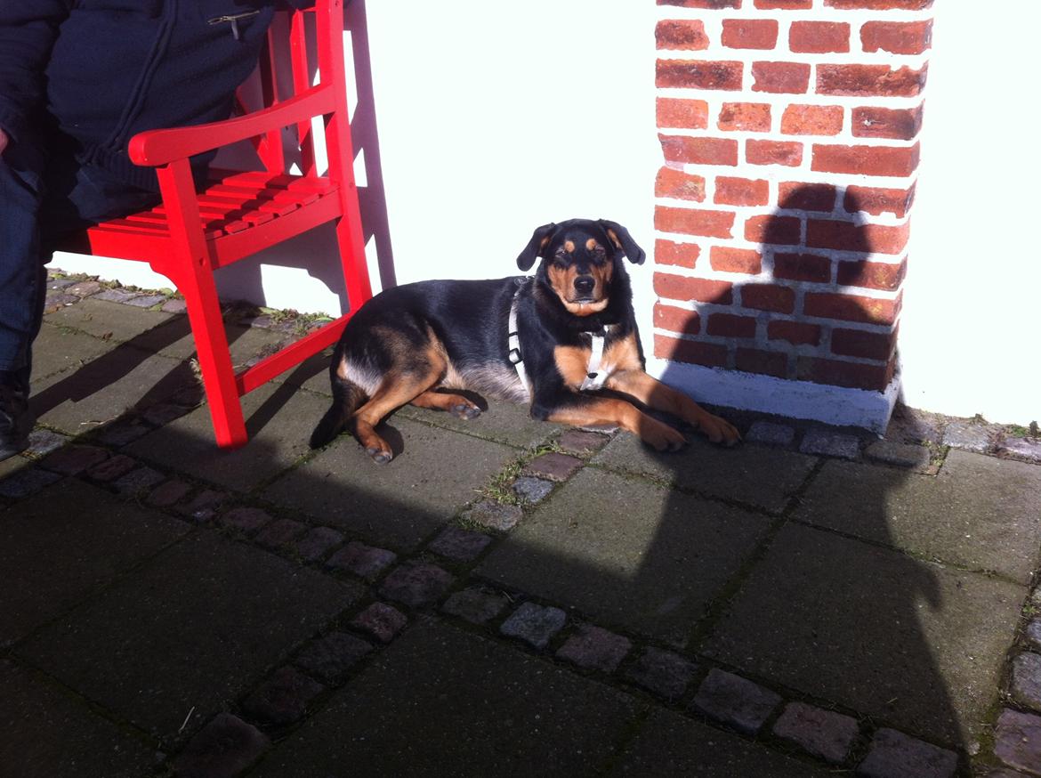 Blanding af racer ANTON - Anton nyder den første forårssol billede 23