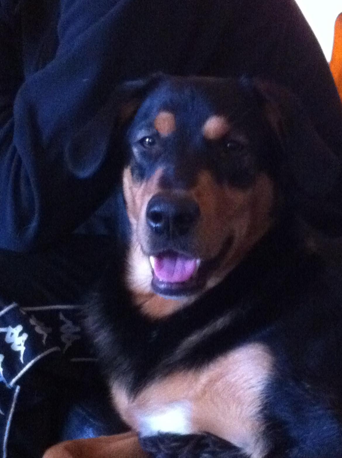 Blanding af racer ANTON - se hvor sød jeg er billede 24