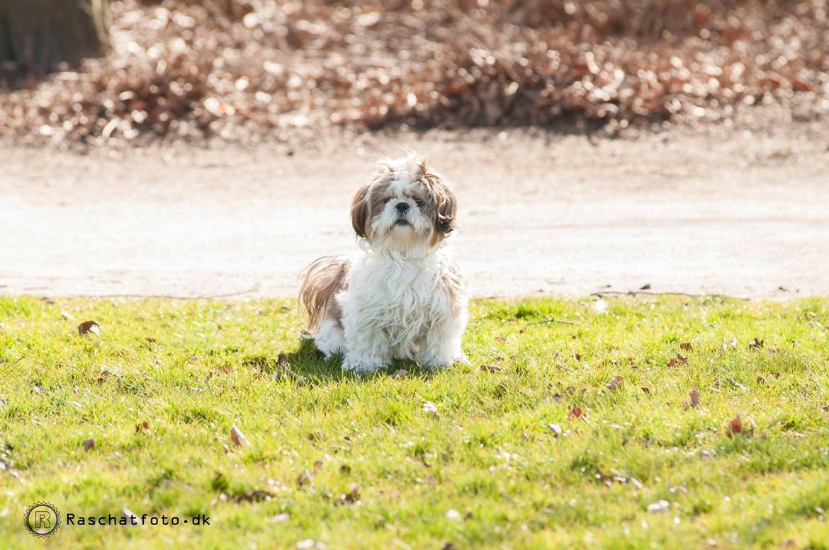 Shih tzu Aiyo billede 7