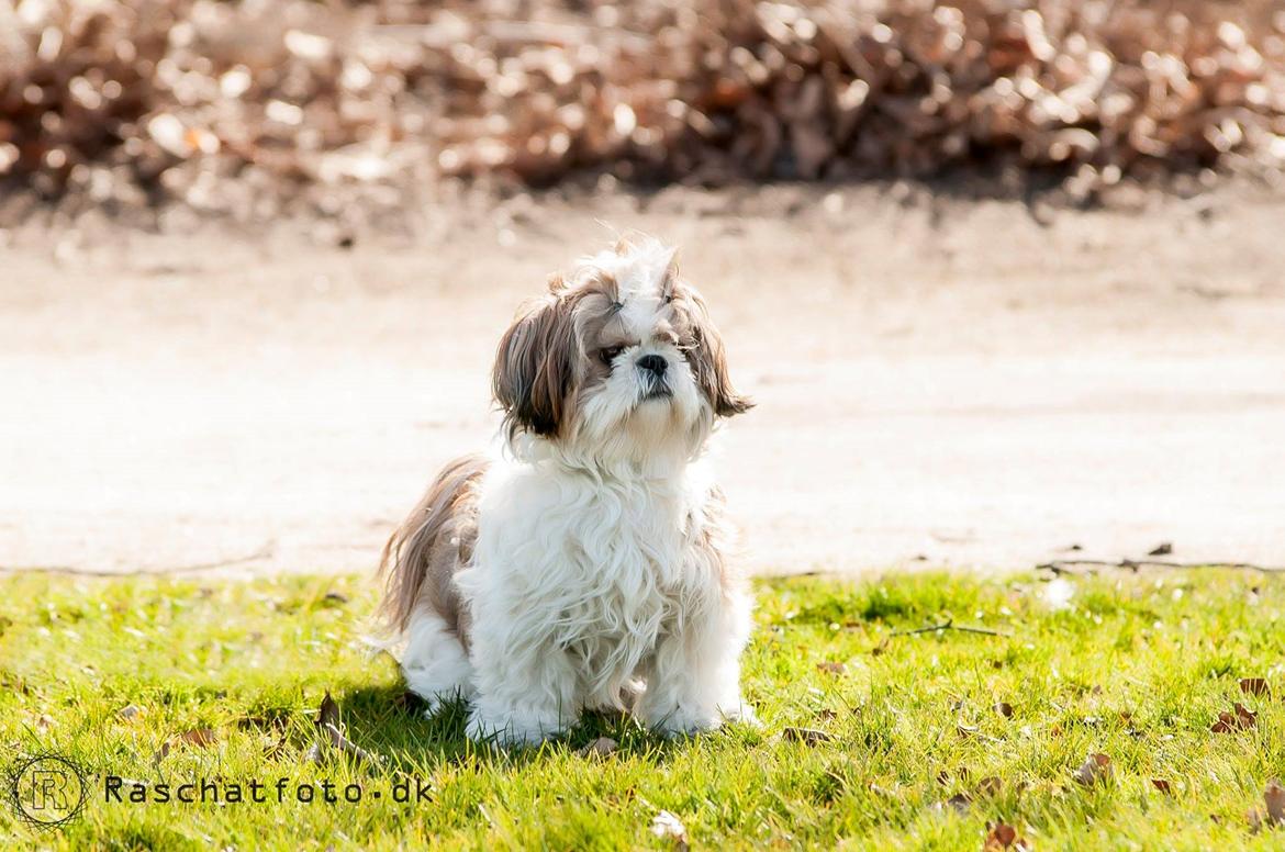 Shih tzu Aiyo billede 11