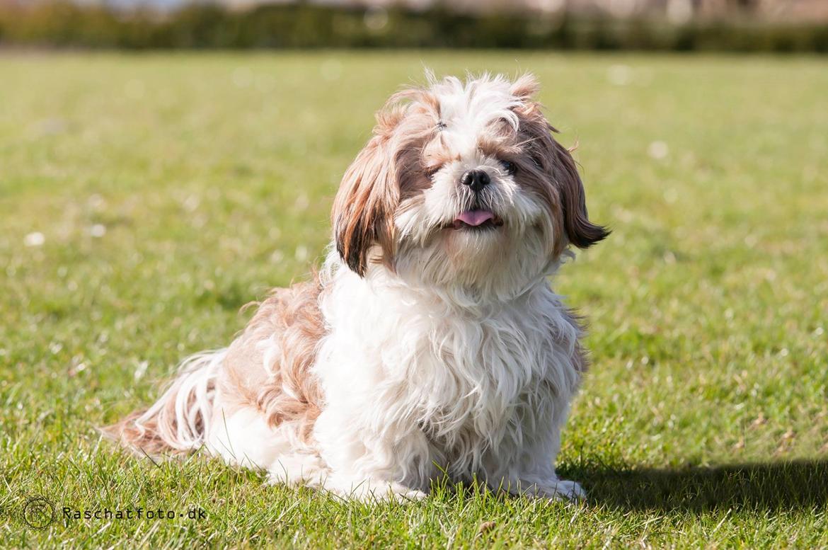 Shih tzu Aiyo billede 8