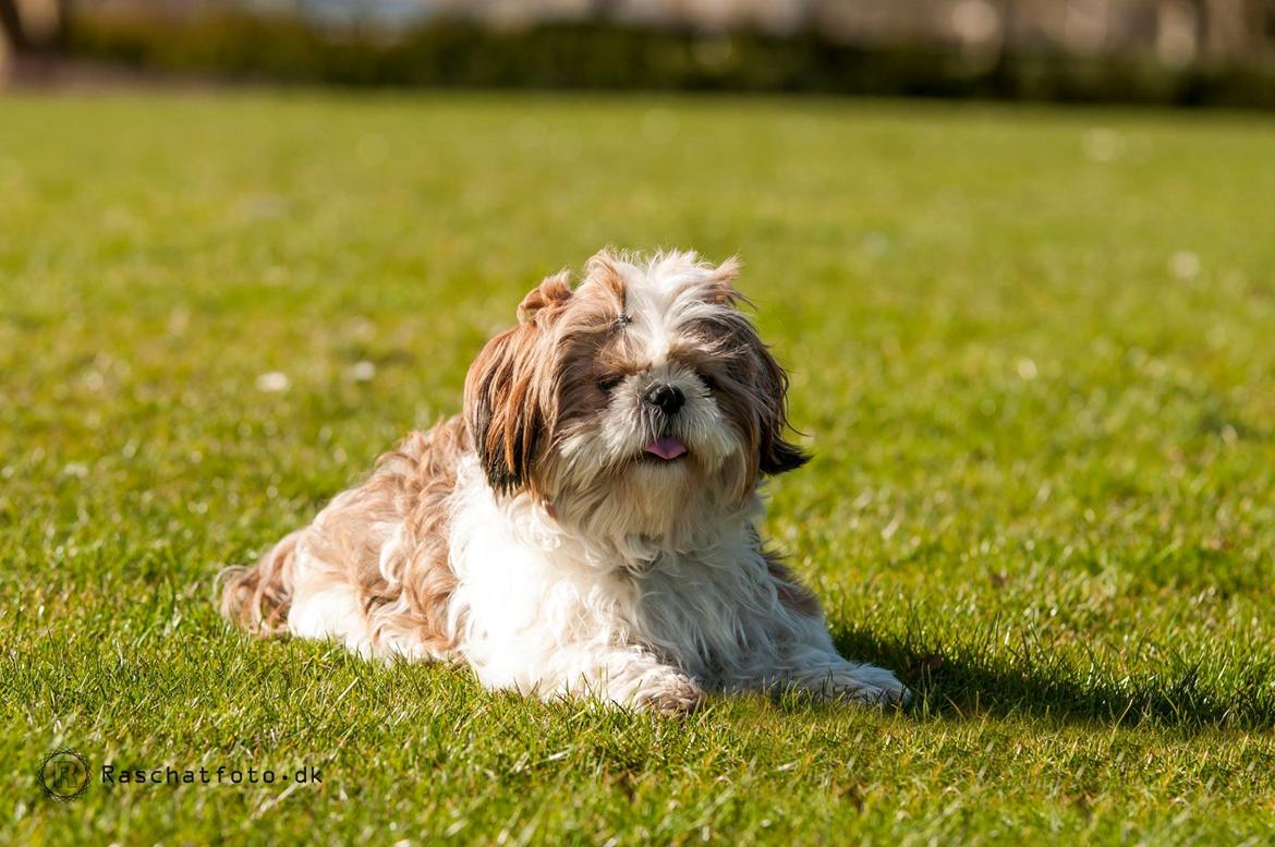 Shih tzu Aiyo billede 10