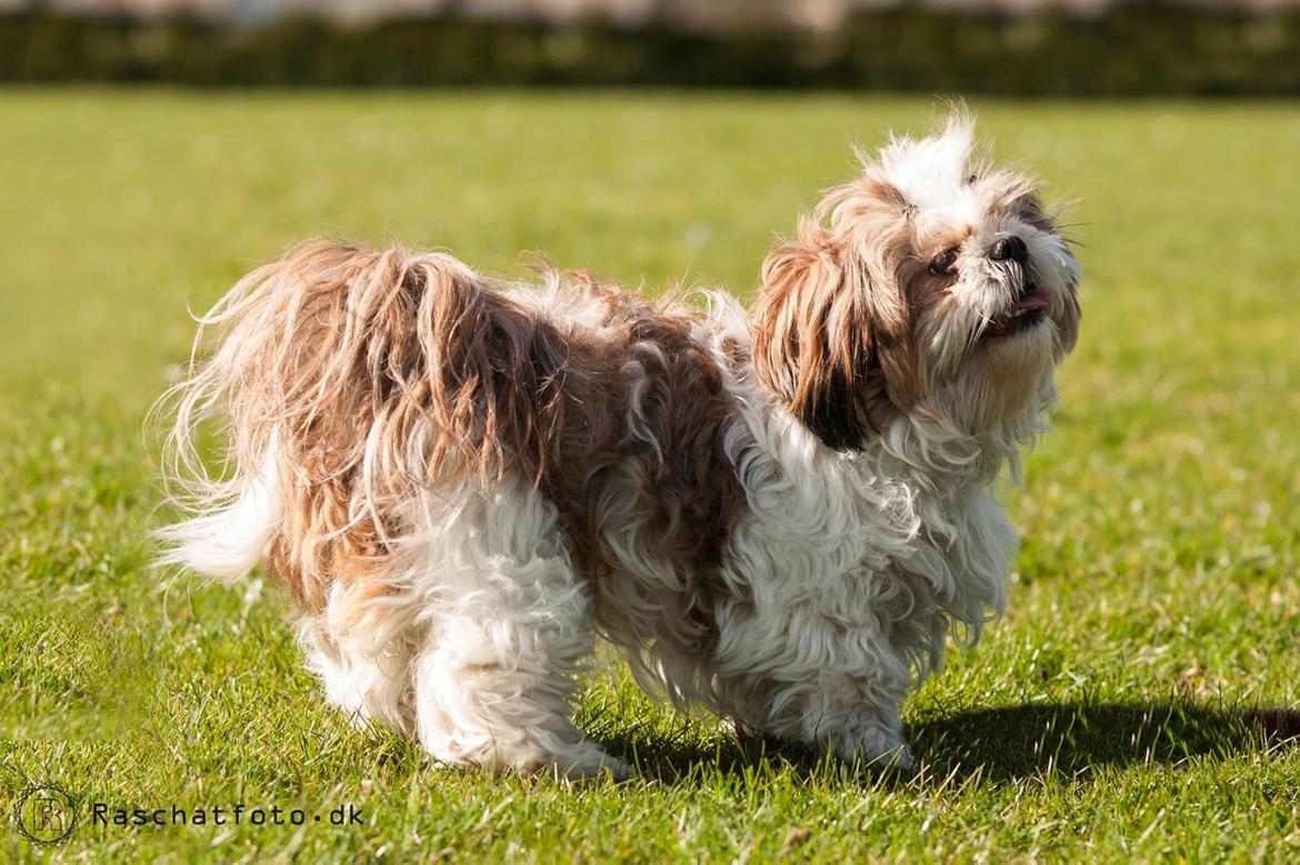 Shih tzu Aiyo billede 9