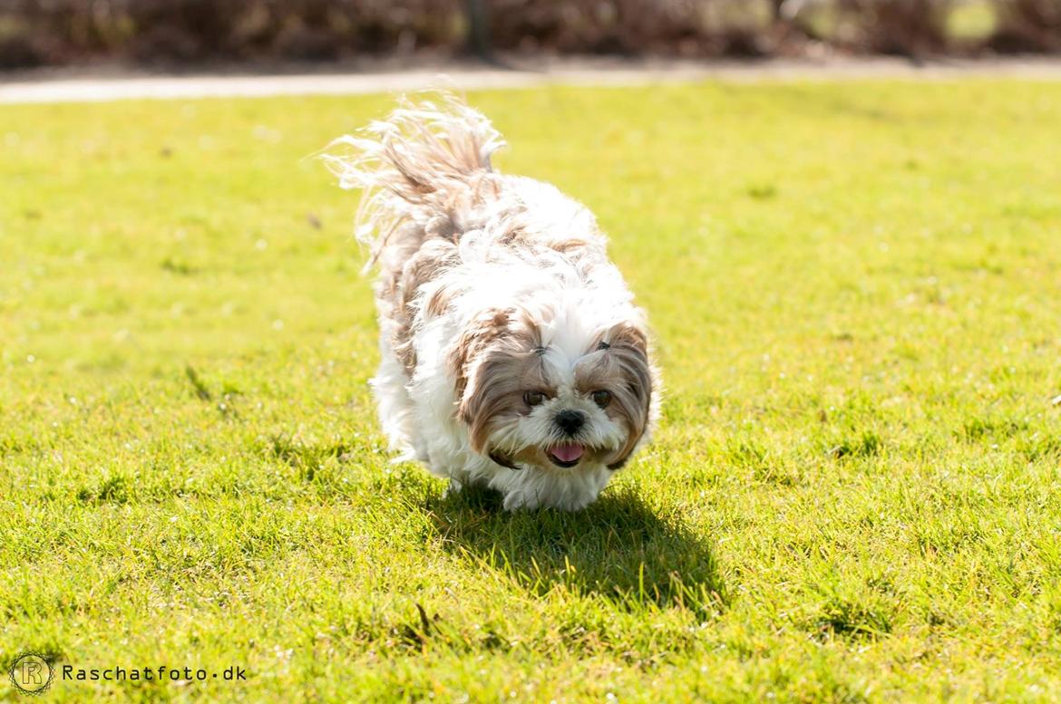 Shih tzu Aiyo billede 13