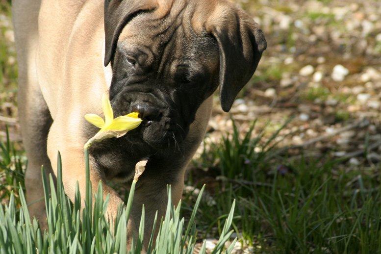 Bullmastiff Bullsaints Haress Al Dar - Barney 14 uger gl. 17,3 kg billede 17