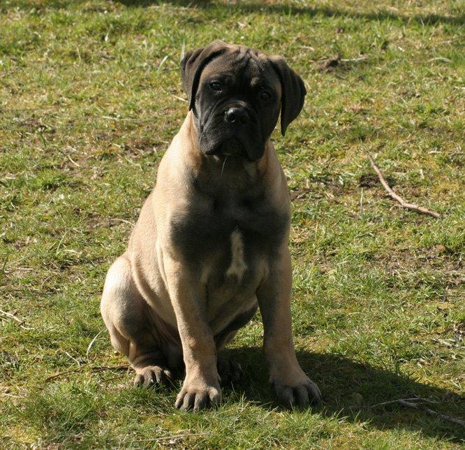 Bullmastiff Bullsaints Haress Al Dar - Barney 14 uger gl. 17,3 kg billede 18