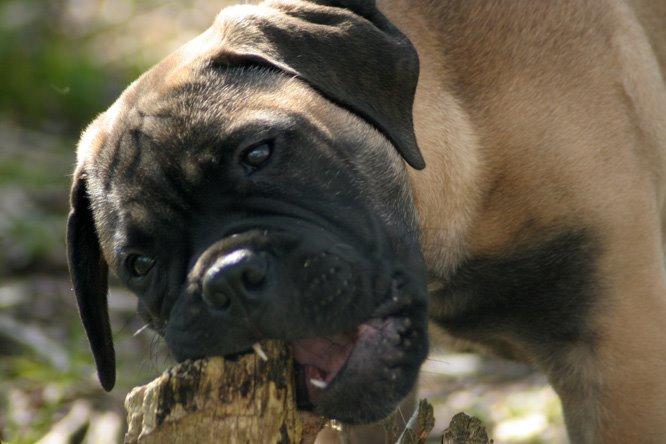 Bullmastiff Bullsaints Haress Al Dar - Barney 14 uger gl. 17,3 kg billede 19
