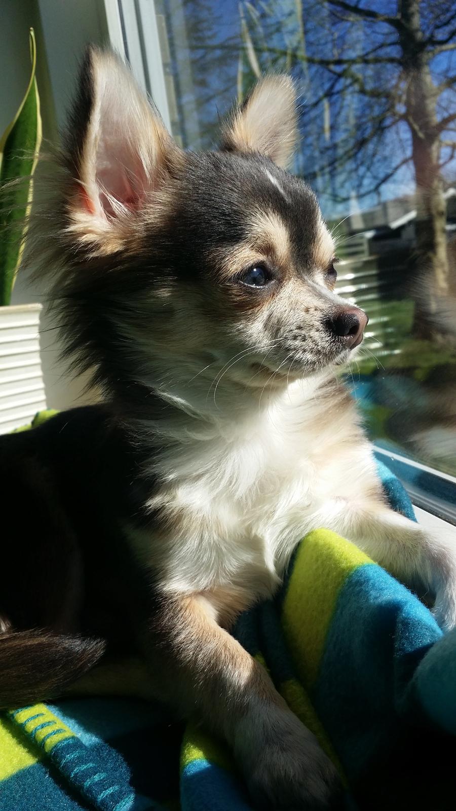 Chihuahua Milo billede 1