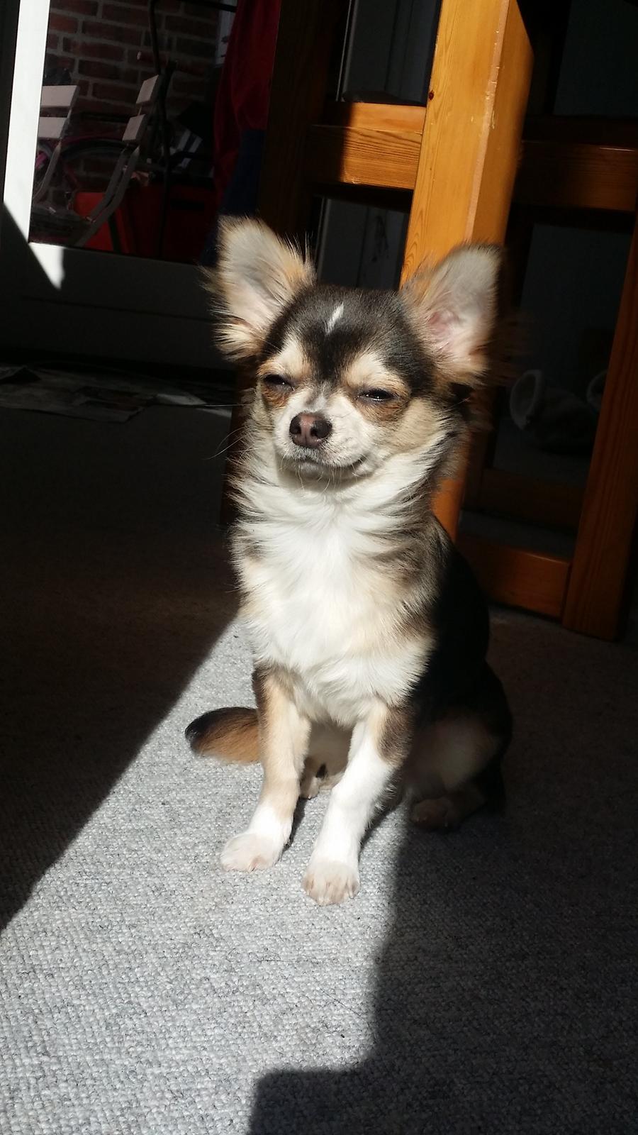 Chihuahua Milo billede 18