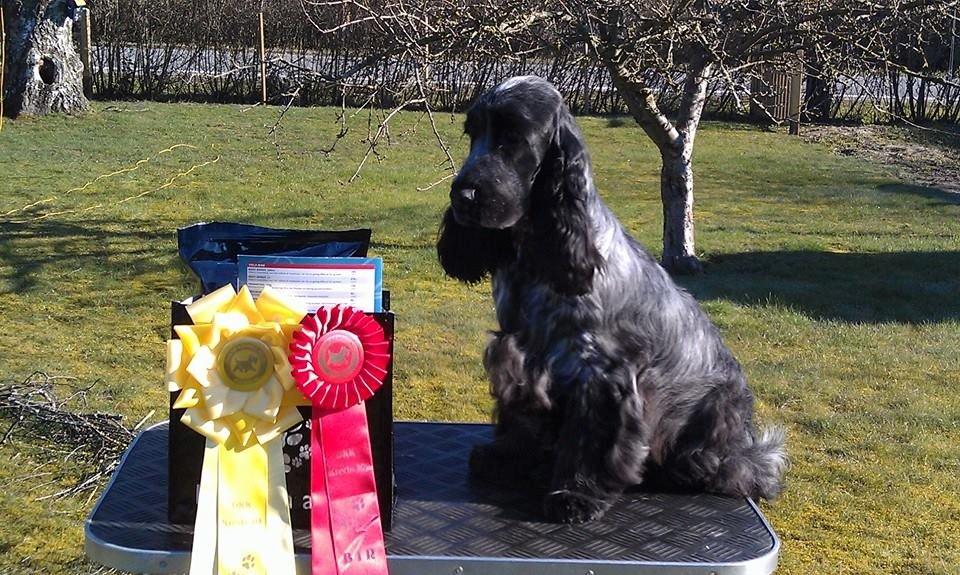 Cocker spaniel Sky - 8 mdr april 2015 billede 24