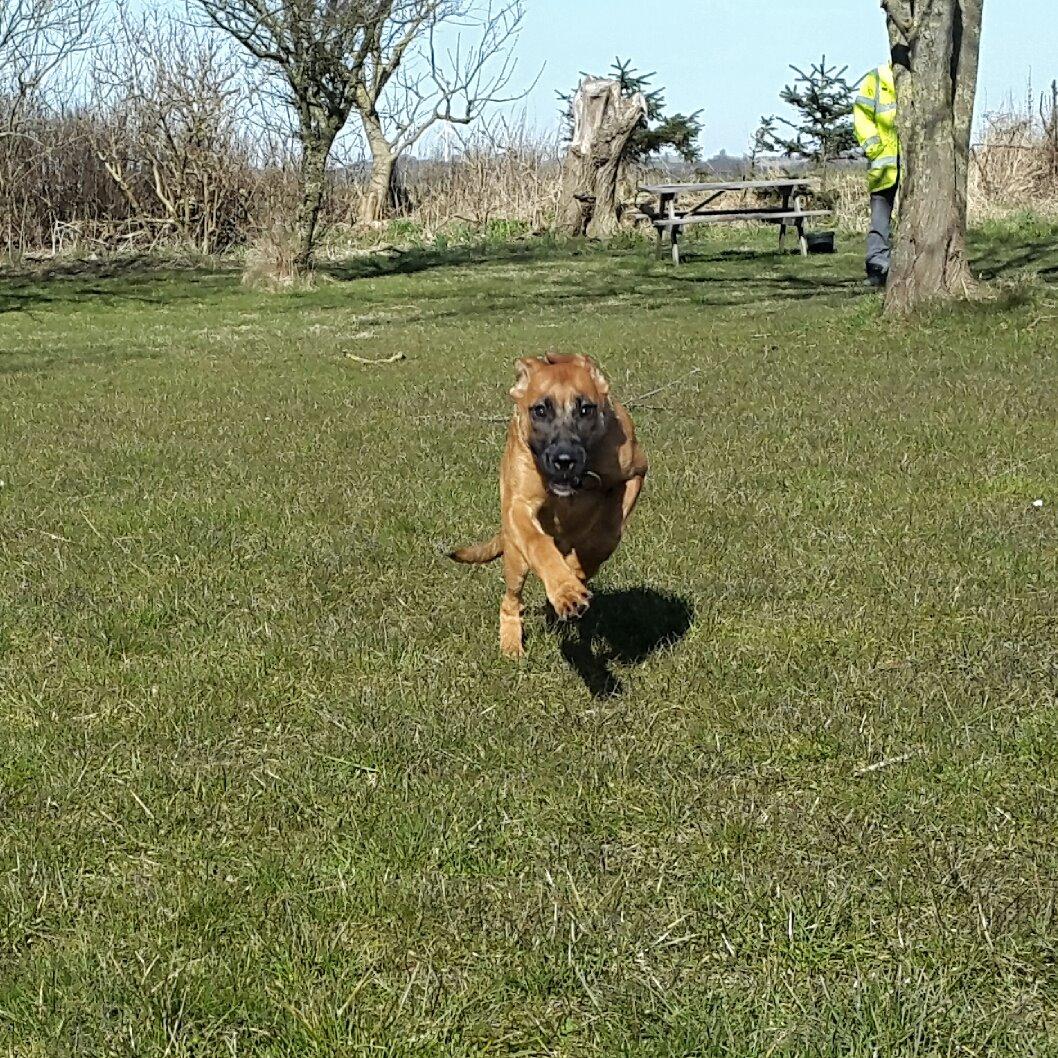 Blanding af racer Kela billede 7