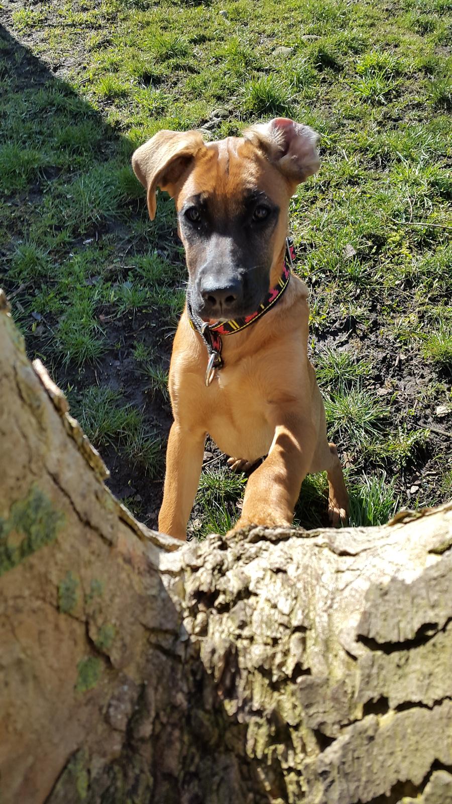 Blanding af racer Kela billede 5