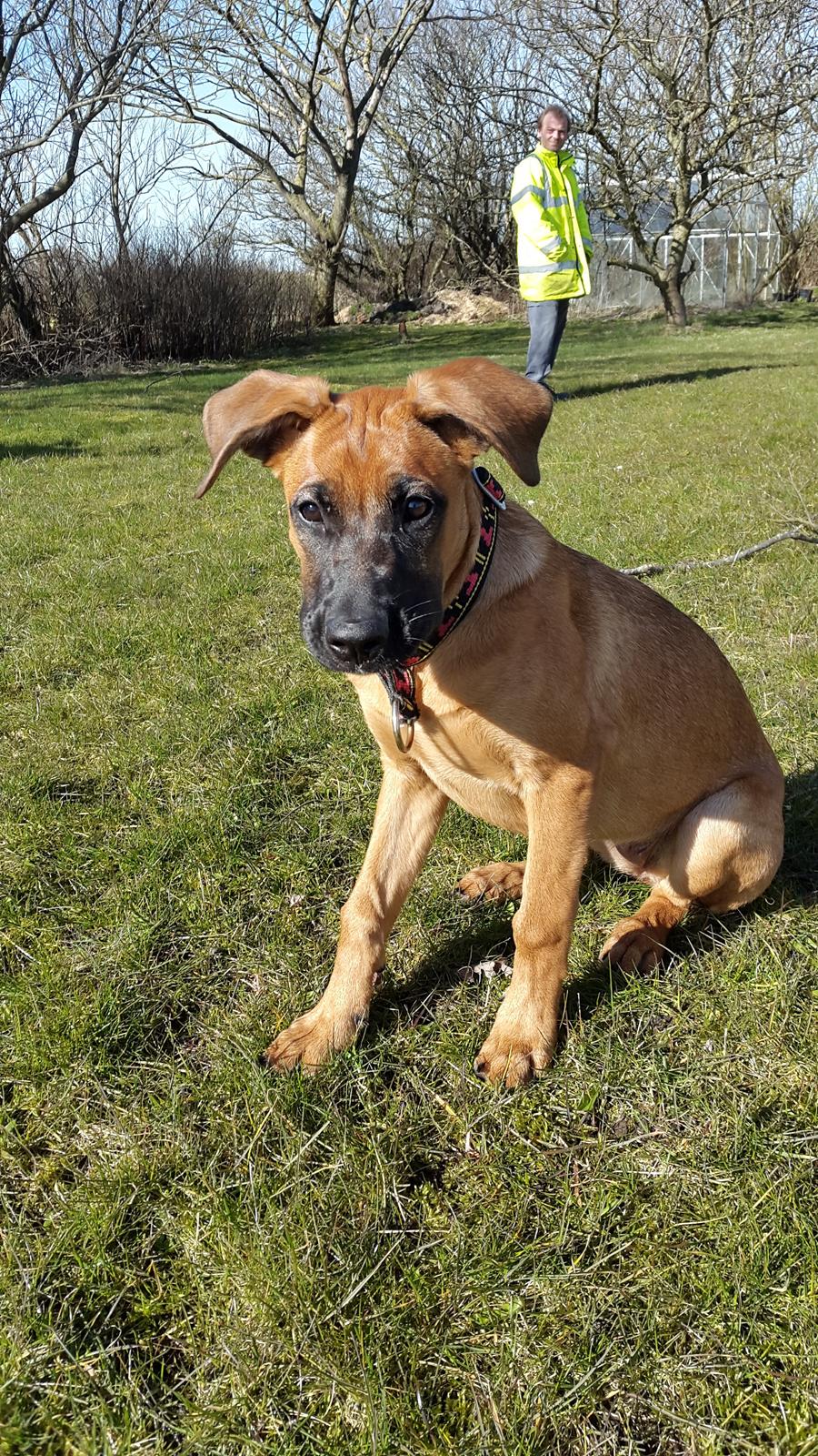 Blanding af racer Kela billede 18