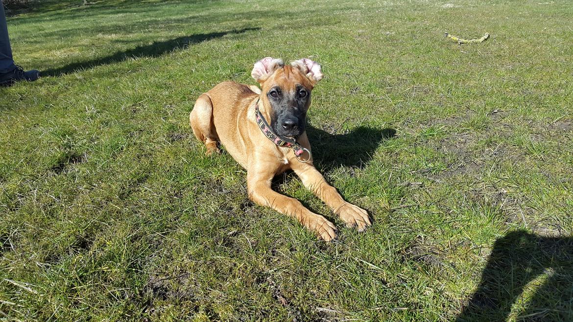 Blanding af racer Kela billede 14