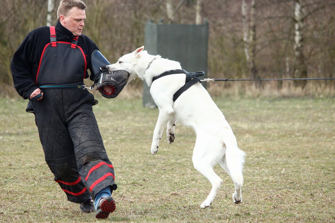 Hvid Schweizisk Hyrdehund Lobo billede 19