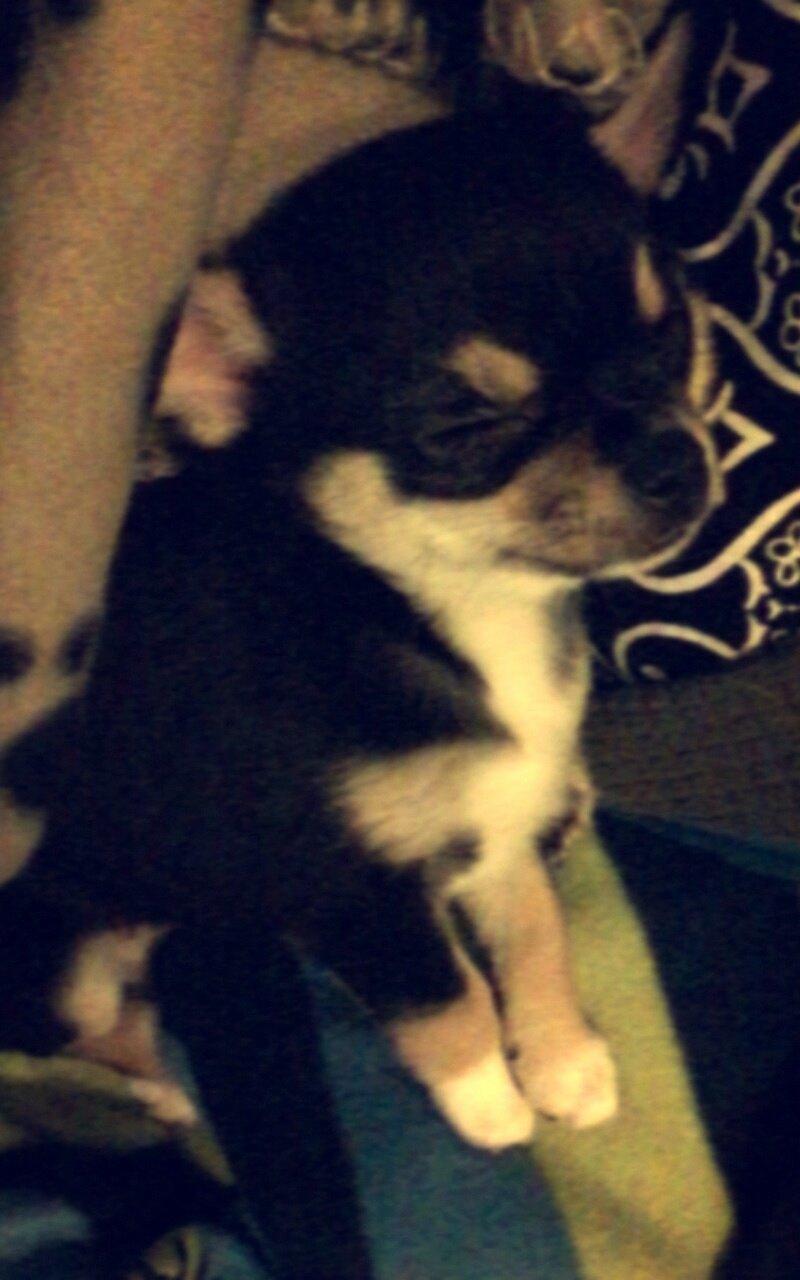 Chihuahua  holmbechs Just Viola (Viola) billede 37