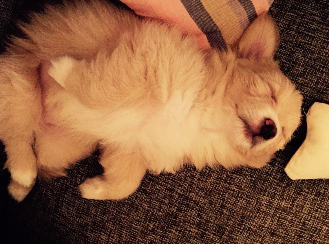 Blanding af racer Molly billede 2