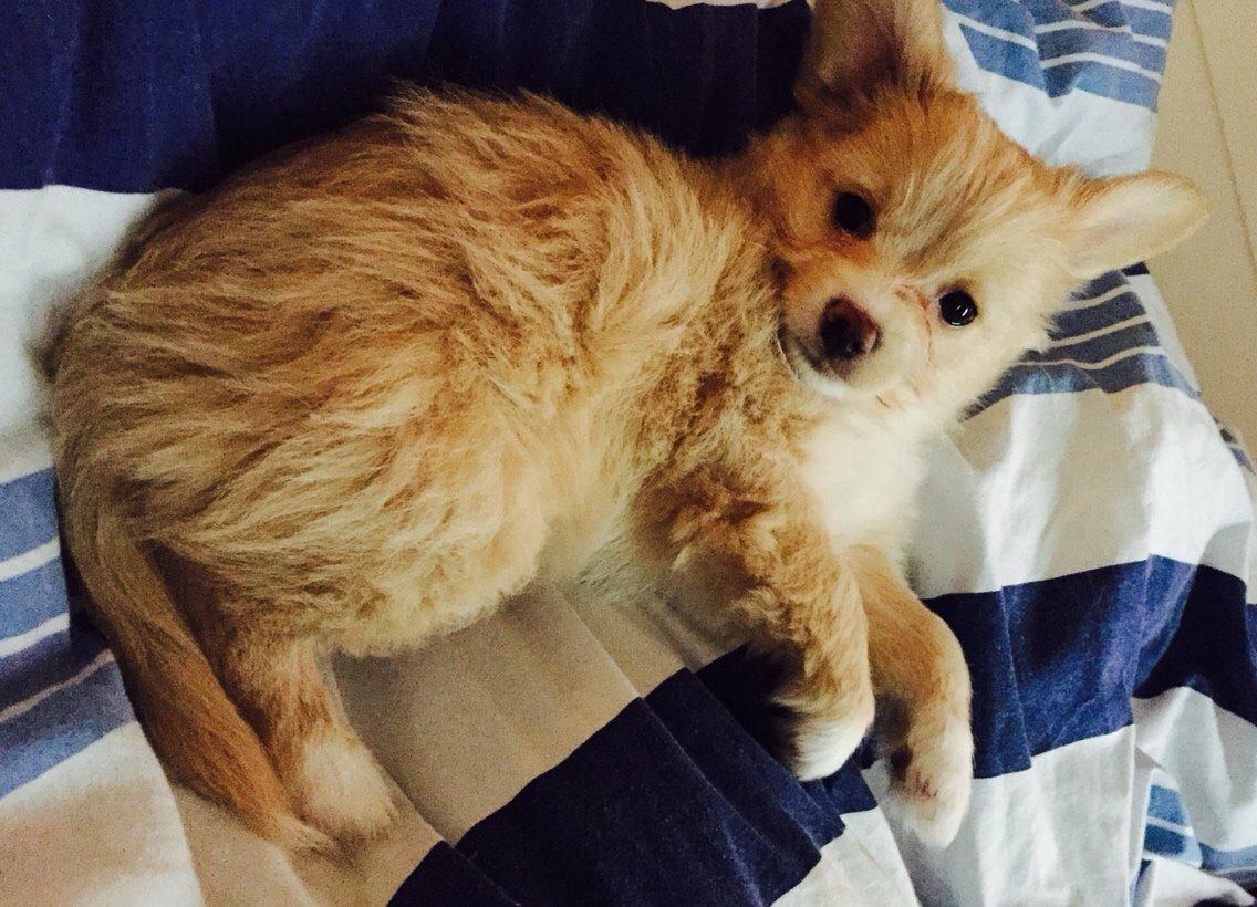 Blanding af racer Molly billede 3