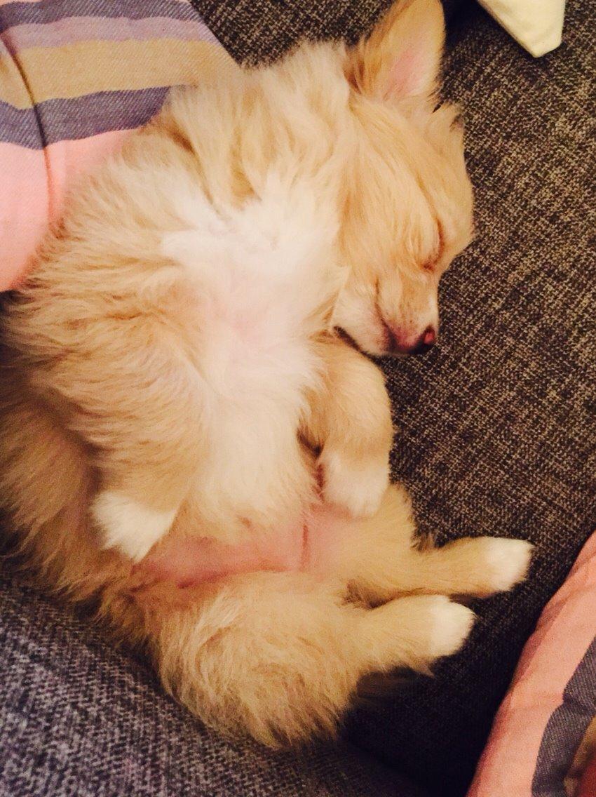 Blanding af racer Molly billede 1