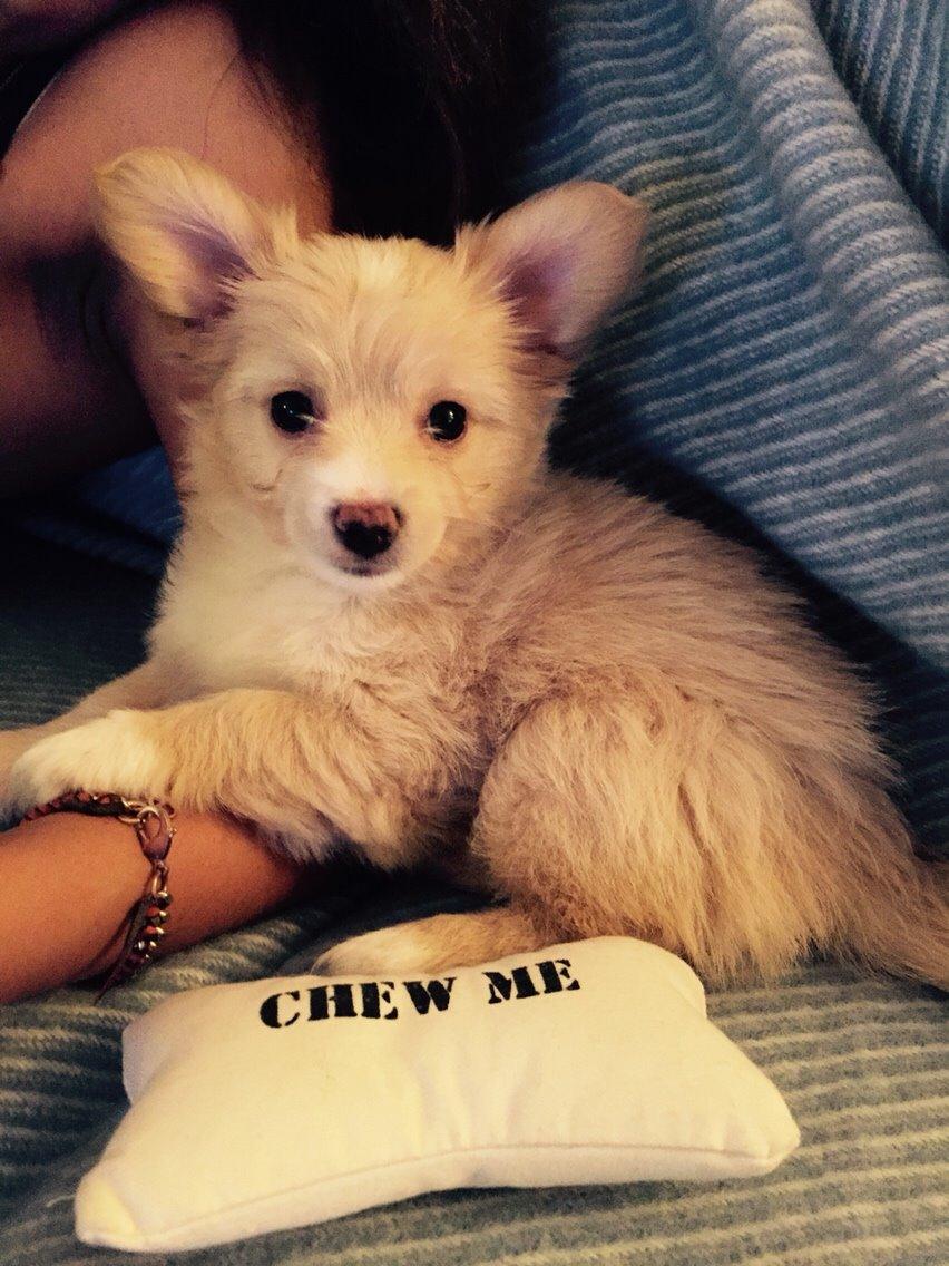 Blanding af racer Molly billede 4