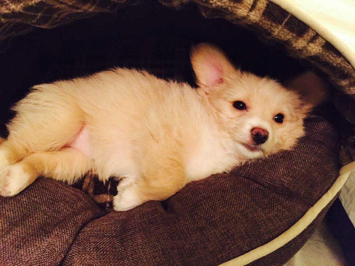 Blanding af racer Molly billede 6