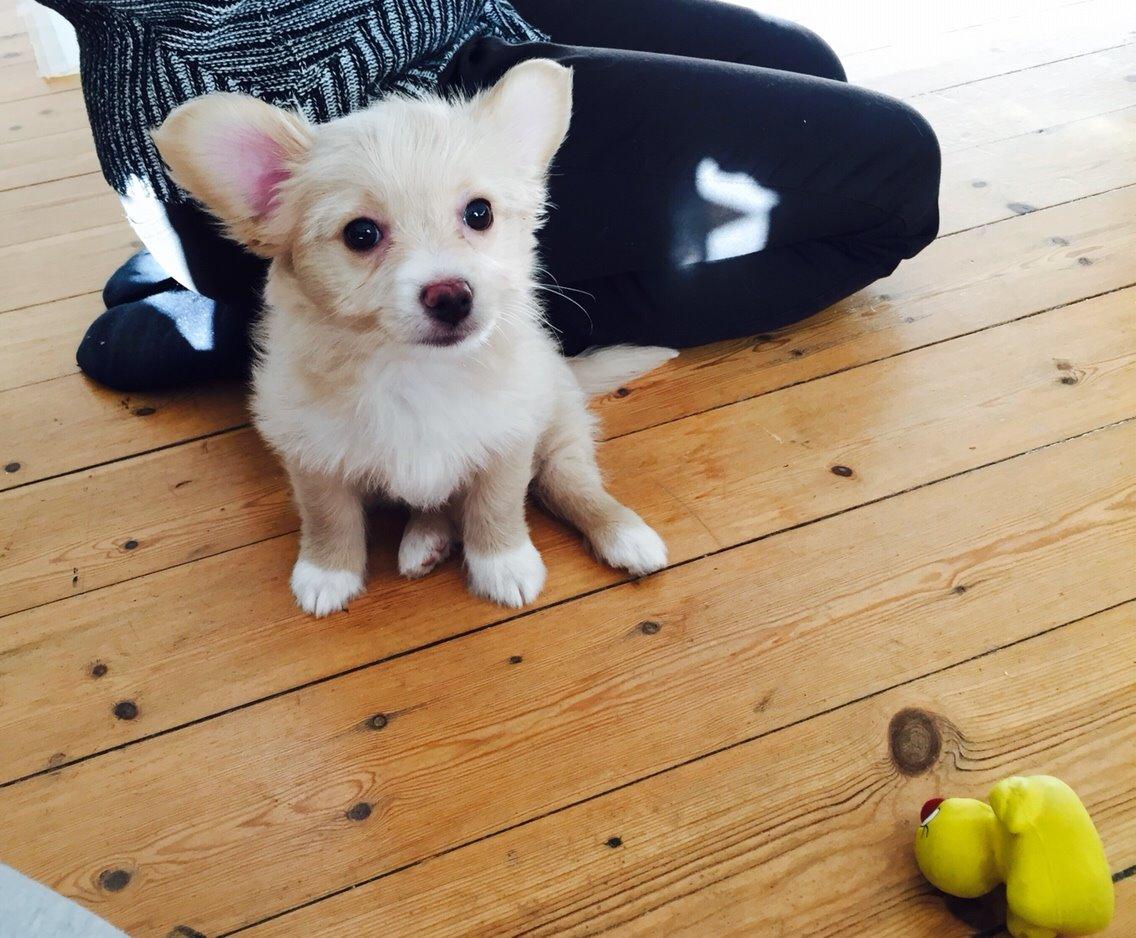 Blanding af racer Molly billede 5