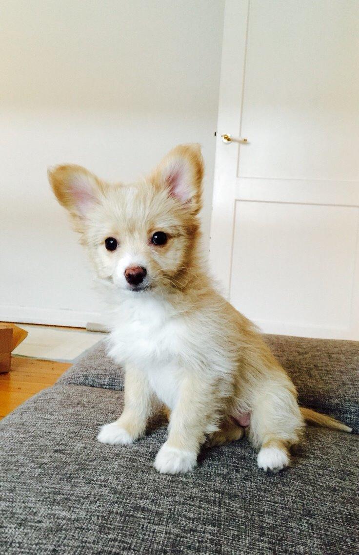 Blanding af racer Molly billede 7