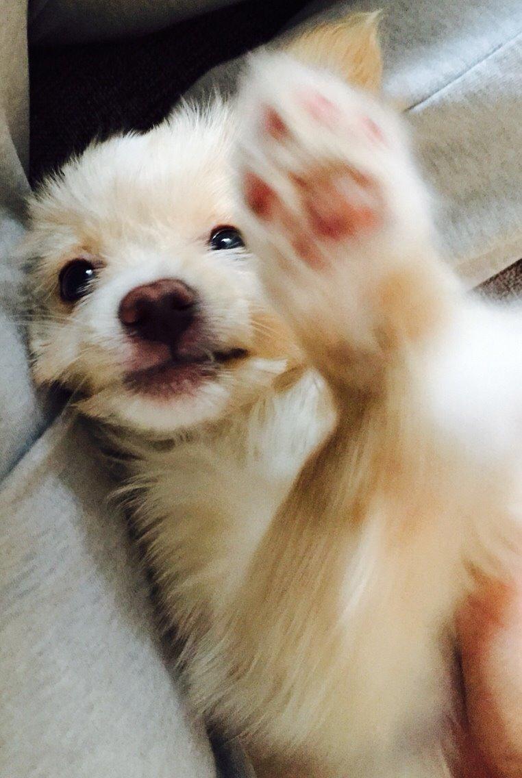 Blanding af racer Molly billede 8