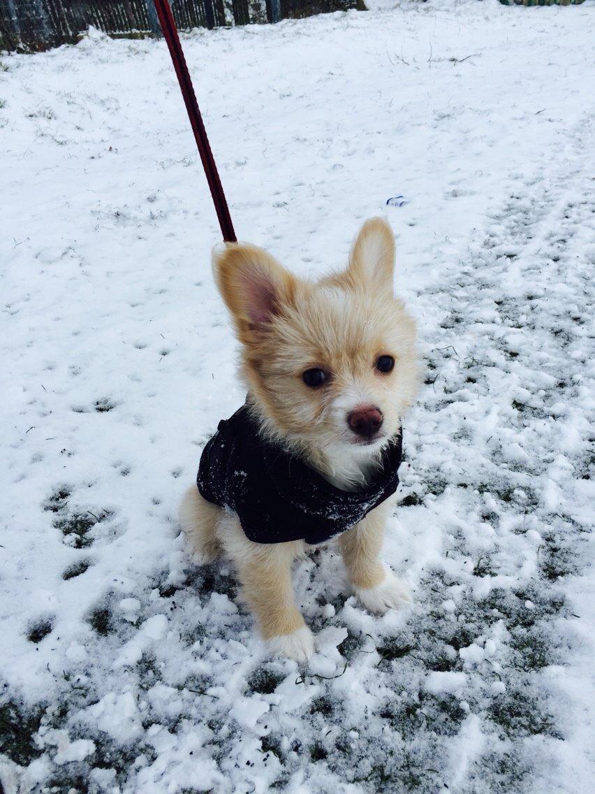 Blanding af racer Molly billede 9