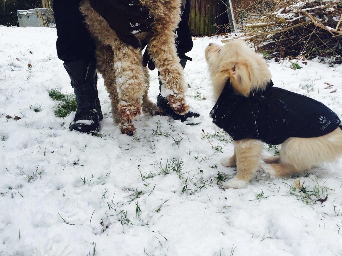 Blanding af racer Molly billede 10