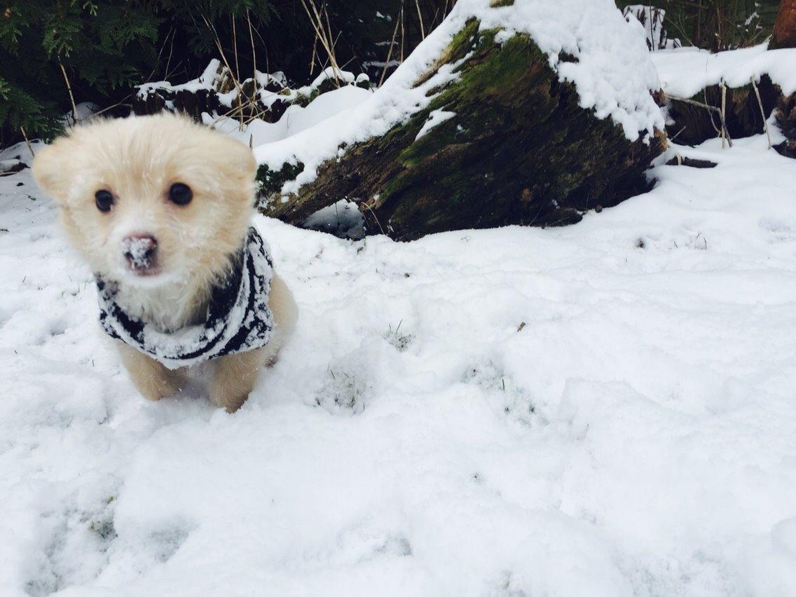 Blanding af racer Molly billede 11