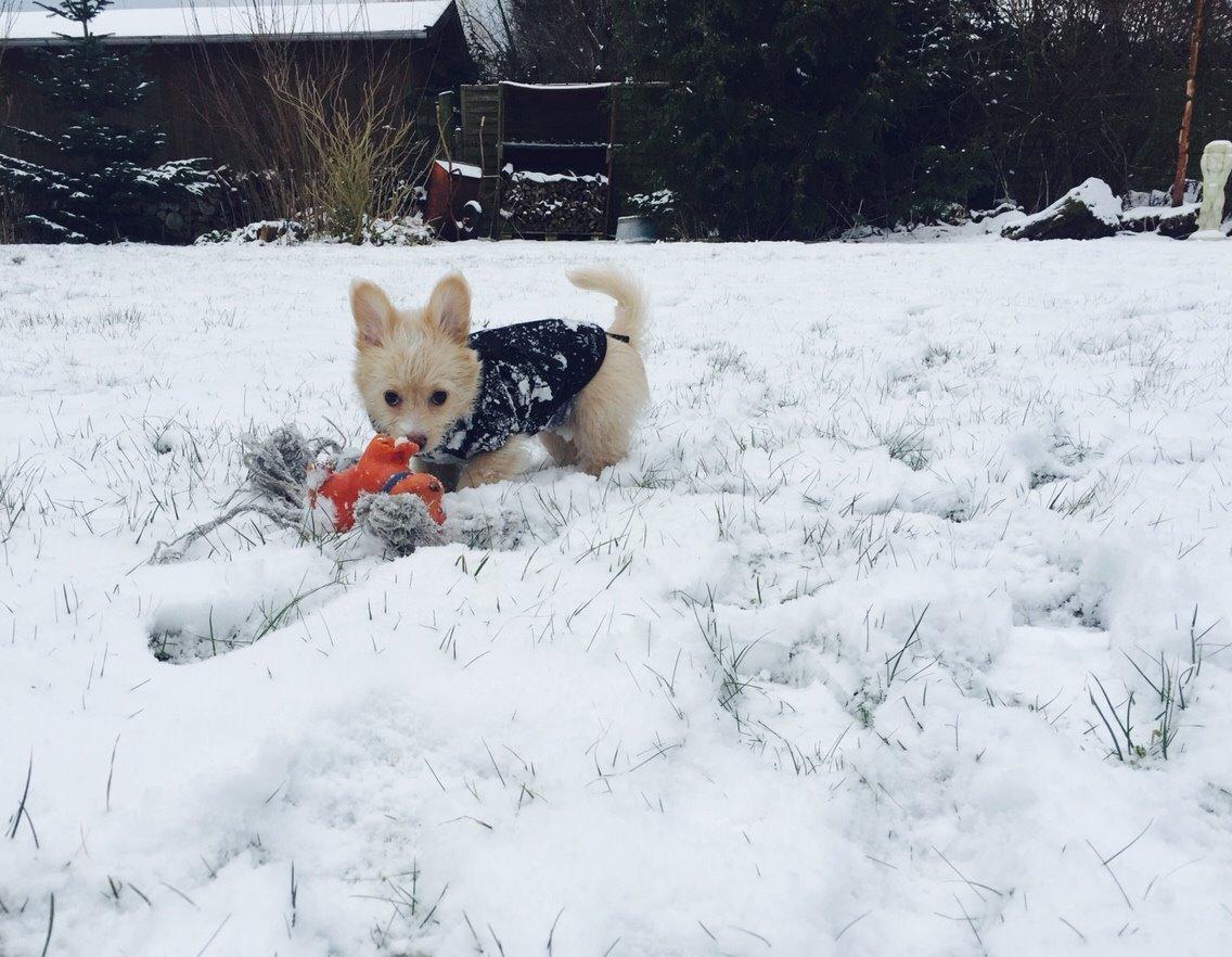 Blanding af racer Molly billede 12