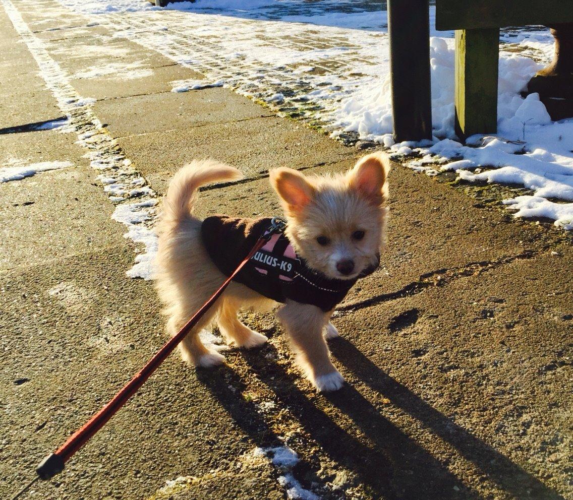 Blanding af racer Molly billede 13