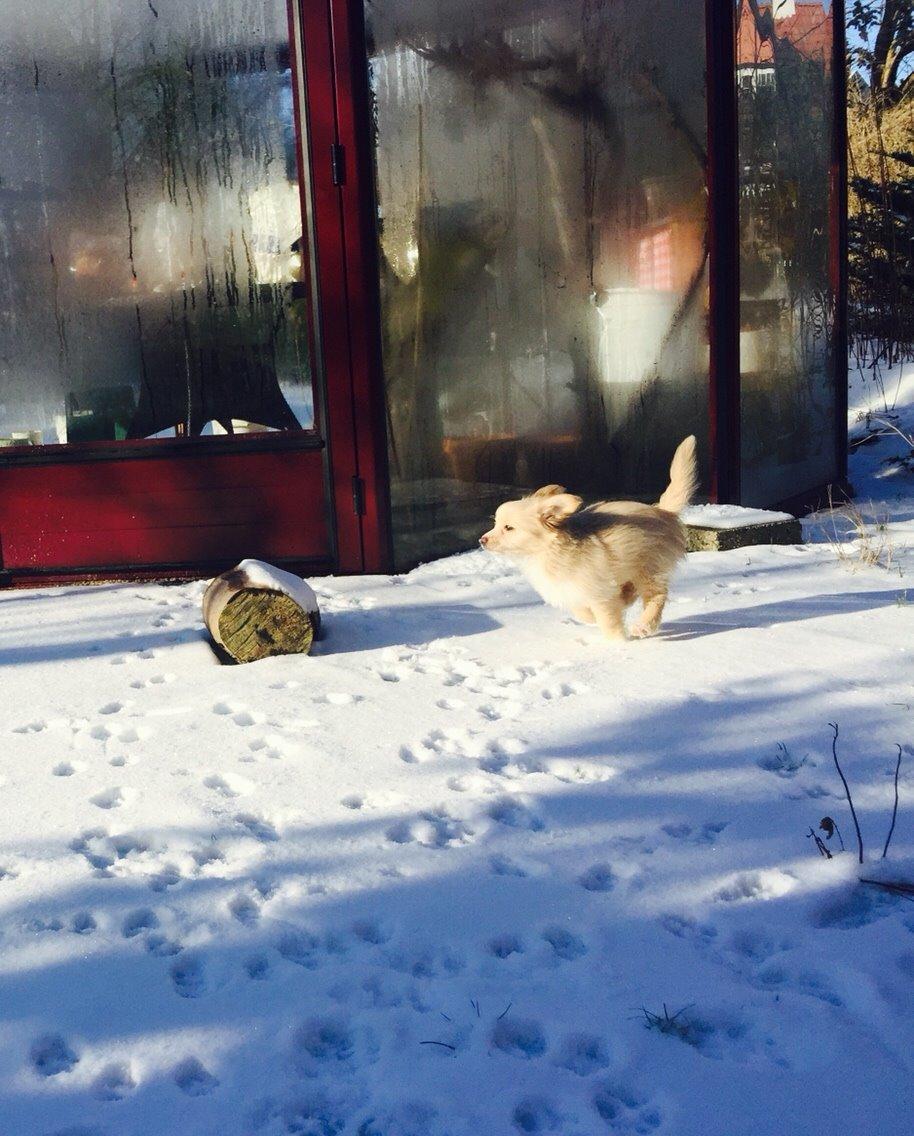 Blanding af racer Molly billede 14