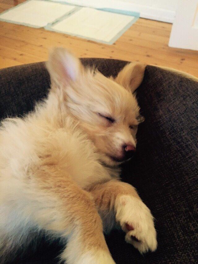 Blanding af racer Molly billede 16