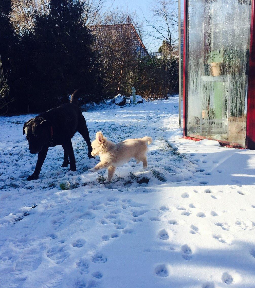 Blanding af racer Molly billede 15