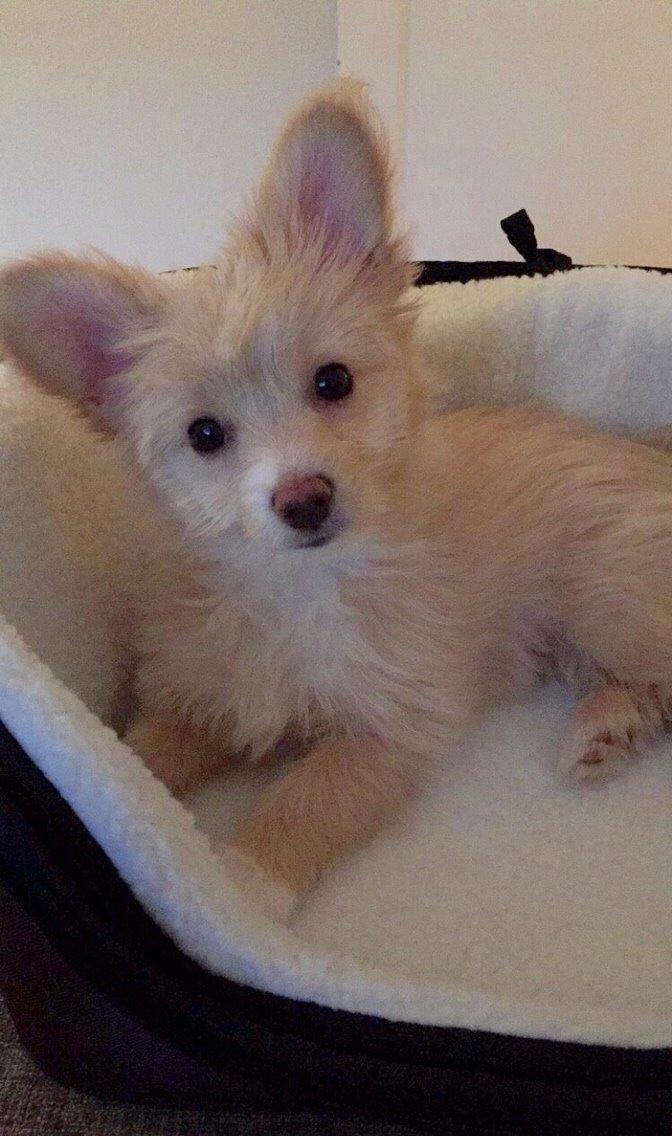 Blanding af racer Molly billede 18