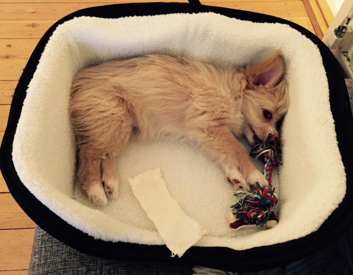 Blanding af racer Molly billede 19