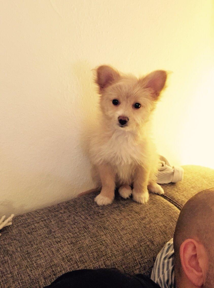 Blanding af racer Molly billede 20