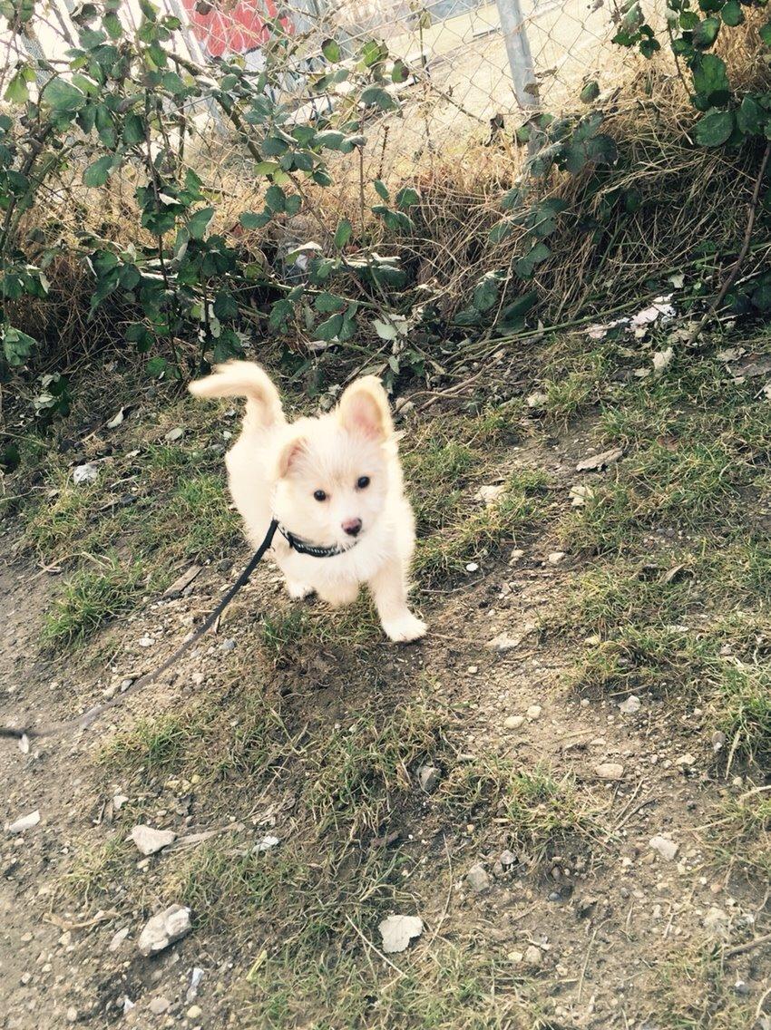 Blanding af racer Molly billede 21