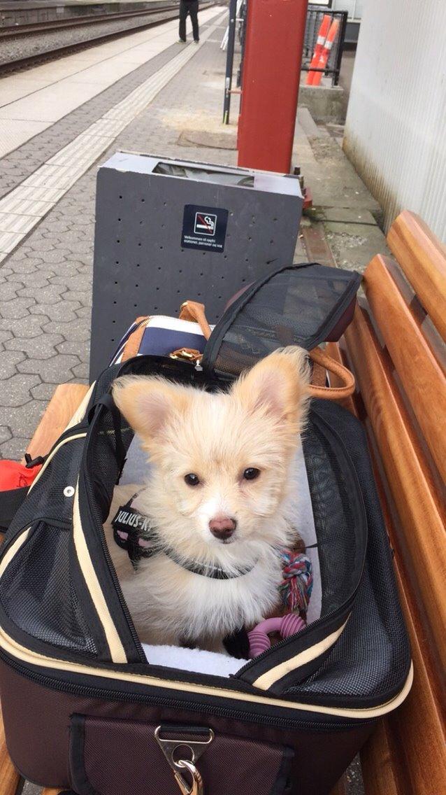 Blanding af racer Molly billede 23