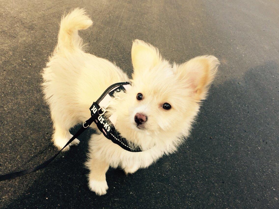 Blanding af racer Molly billede 22