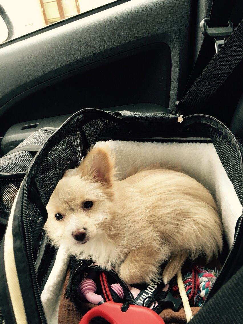 Blanding af racer Molly billede 24