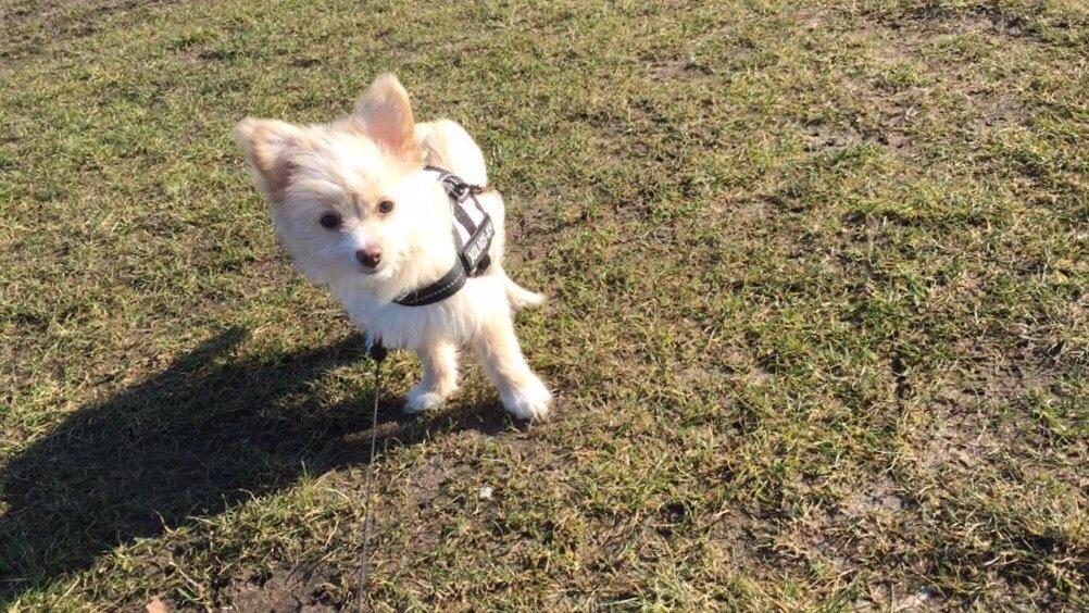 Blanding af racer Molly billede 25